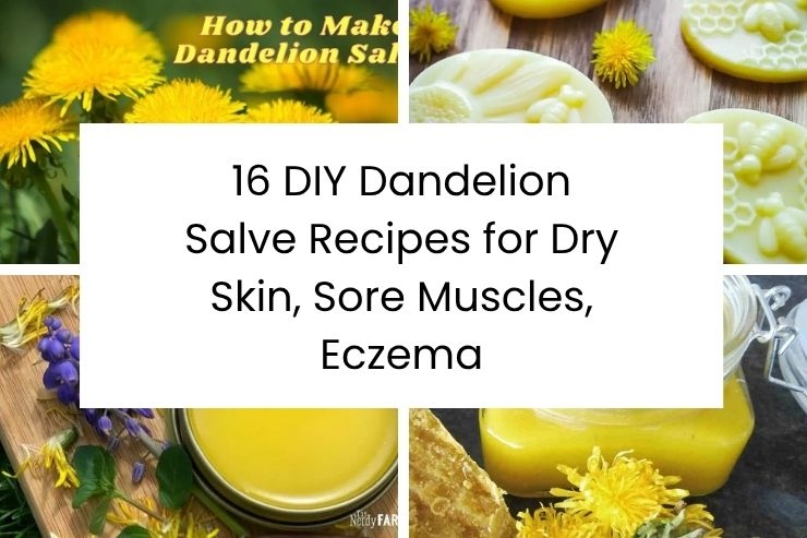 16 DIY Dandelion Salve Recipes for Dry Skin, Sore Muscles, Eczema